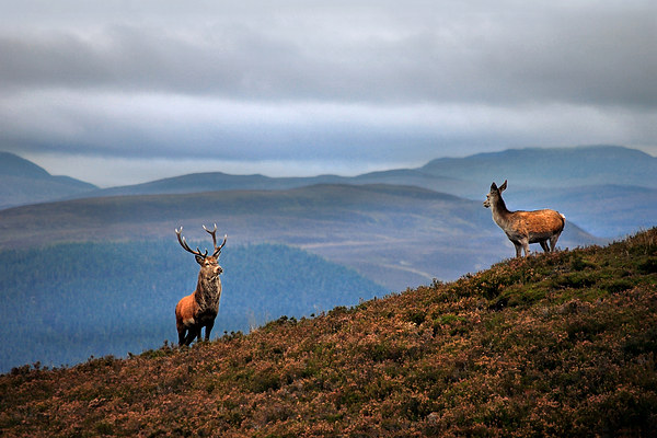 Above the Glens Picture Board by Macrae Images