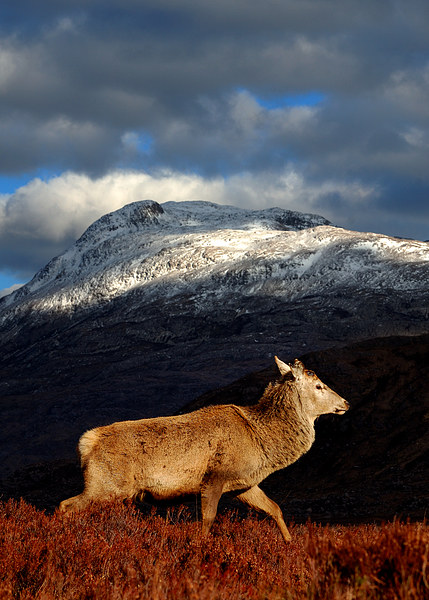 Red deer at Torridon Picture Board by Macrae Images