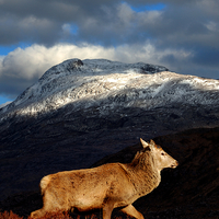 Buy canvas prints of Red deer at Torridon by Macrae Images