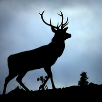 Buy canvas prints of Stag silhouette by Macrae Images