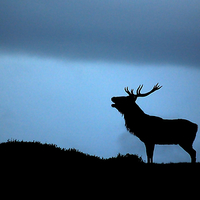 Buy canvas prints of Roaring stag silhouette by Macrae Images