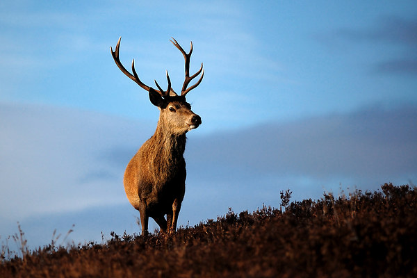 Red deer stag Picture Board by Macrae Images