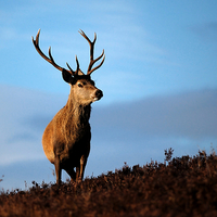 Buy canvas prints of Red deer stag by Macrae Images