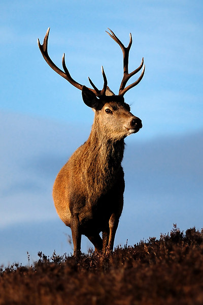 Stag portrait Picture Board by Macrae Images