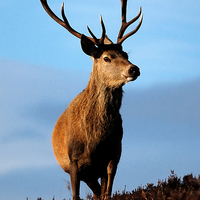 Buy canvas prints of Stag portrait by Macrae Images