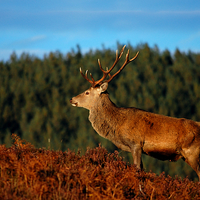 Buy canvas prints of Red deer stag by Macrae Images