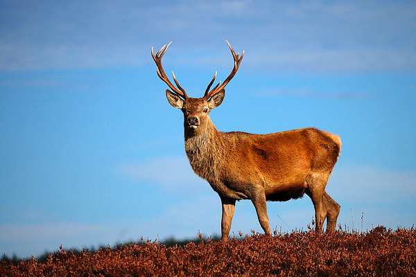 Red deer stag Picture Board by Macrae Images