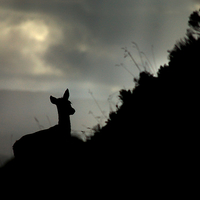 Buy canvas prints of Deer silhouette by Macrae Images