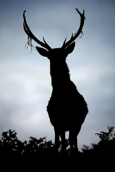 Stag silhouette Picture Board by Macrae Images