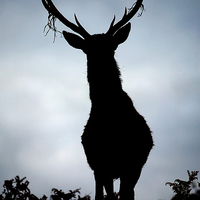 Buy canvas prints of Stag silhouette by Macrae Images