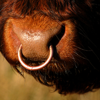 Buy canvas prints of Highland Bull by Macrae Images