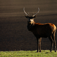 Buy canvas prints of Young stag by the Lochside by Macrae Images