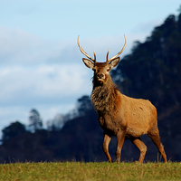 Buy canvas prints of Young stag by Macrae Images