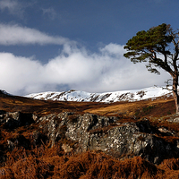 Buy canvas prints of Glen Strathfarrar by Macrae Images