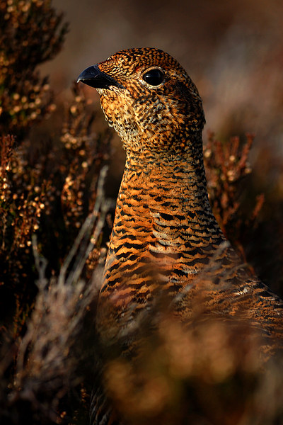 Red Grouse Picture Board by Macrae Images