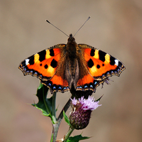 Buy canvas prints of   Small Tortoiseshell Butterfly by Macrae Images