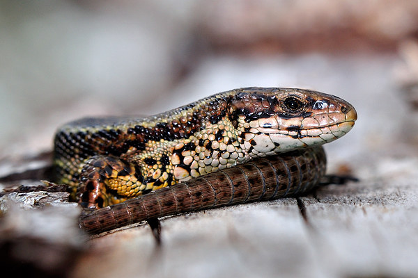  Viviparous Lizard Picture Board by Macrae Images