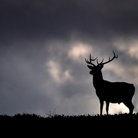 Buy canvas prints of  Stag silhouette by Macrae Images