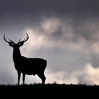 Buy canvas prints of   Stag silhouette by Macrae Images