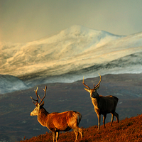 Buy canvas prints of  Red deer stags by Macrae Images