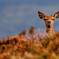 Buy canvas prints of  Young Red Deer by Macrae Images