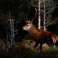 Buy canvas prints of  Stag in the woods by Macrae Images