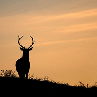 Buy canvas prints of   Stag silhouette by Macrae Images
