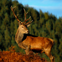 Buy canvas prints of  Red deer stag by Macrae Images