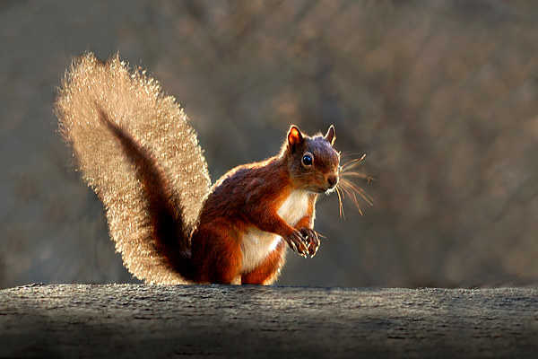  Red squirrel Picture Board by Macrae Images