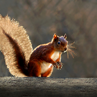 Buy canvas prints of  Red squirrel by Macrae Images