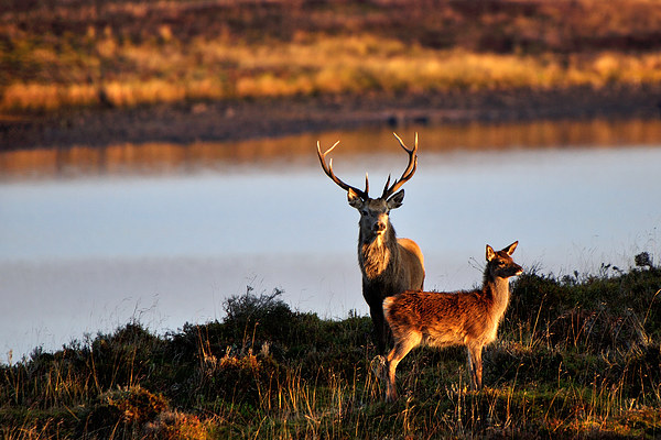  By the Lochside Picture Board by Macrae Images