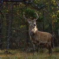 Buy canvas prints of   Stag in the woods by Macrae Images