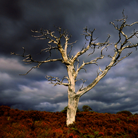 Buy canvas prints of Still Standing  by Macrae Images