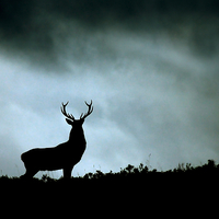Buy canvas prints of    Stag silhouette by Macrae Images