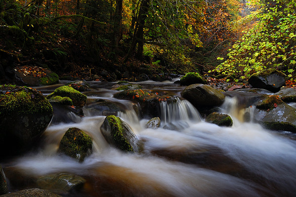  Autumn at Reelig Glen Picture Board by Macrae Images