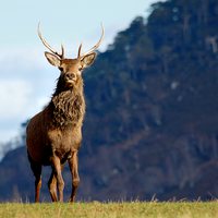 Buy canvas prints of  Red deer stag by Macrae Images