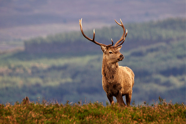   Red deer stag Picture Board by Macrae Images