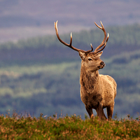 Buy canvas prints of   Red deer stag by Macrae Images