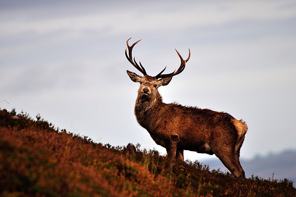    Red deer stag Picture Board by Macrae Images