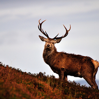 Buy canvas prints of    Red deer stag by Macrae Images