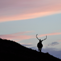 Buy canvas prints of     Stag silhouette by Macrae Images