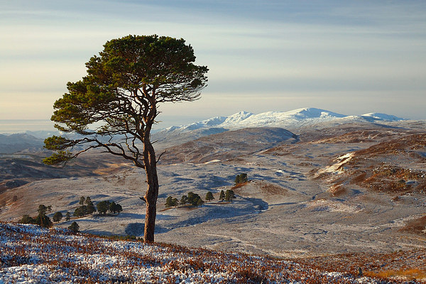  Winter in Strathglass Picture Board by Macrae Images