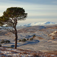 Buy canvas prints of  Winter in Strathglass by Macrae Images