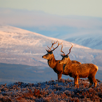 Buy canvas prints of  Red Deer Stags by Macrae Images