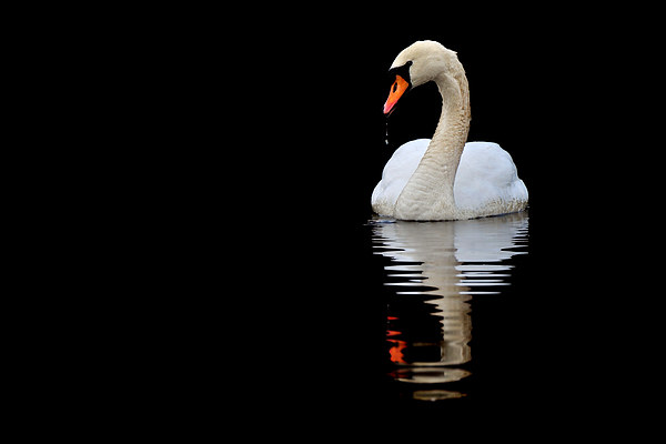   Mute Swan Picture Board by Macrae Images