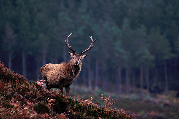   Red Deer Stag Picture Board by Macrae Images