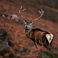 Buy canvas prints of    Red Deer Stag by Macrae Images