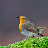 Buy canvas prints of  Robin by Macrae Images