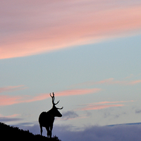 Buy canvas prints of     Stag Silhouette by Macrae Images