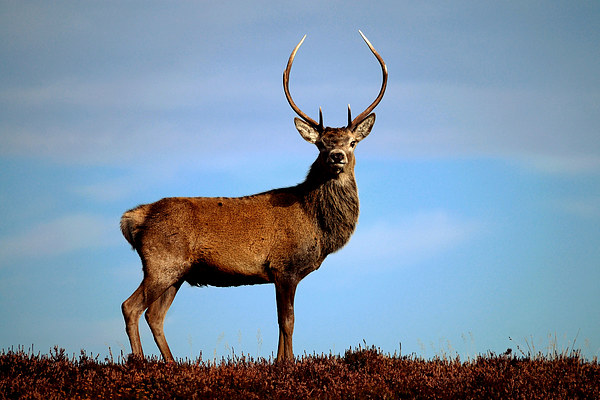   Red Deer Stag Picture Board by Macrae Images